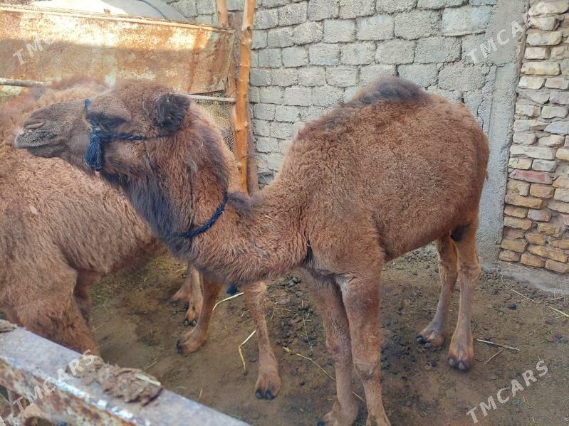 Owşuk - Çoganly - img 3