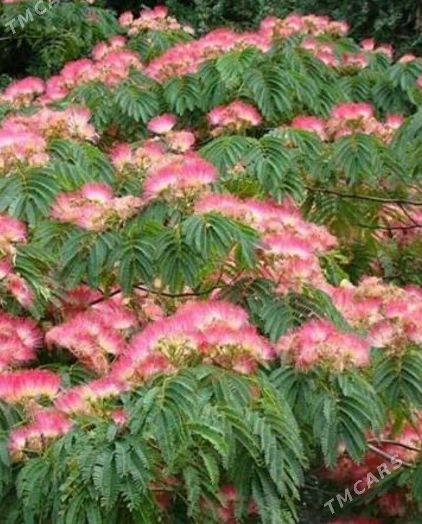 Альбиция - Хитровка - img 2