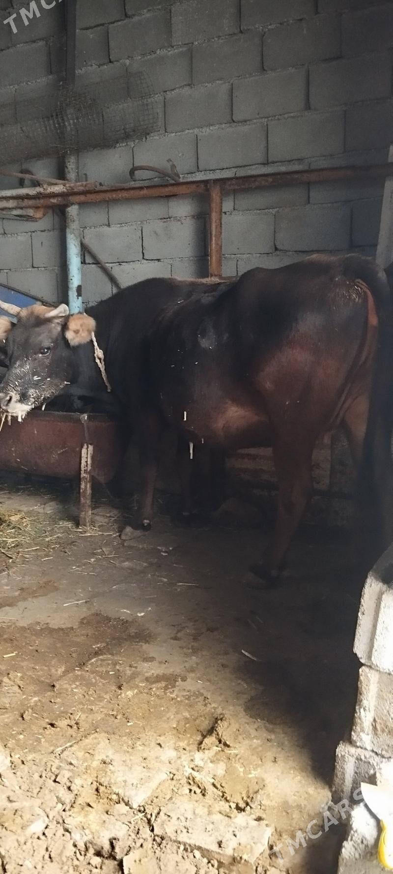 bogaz sygyr - Aşgabat - img 2