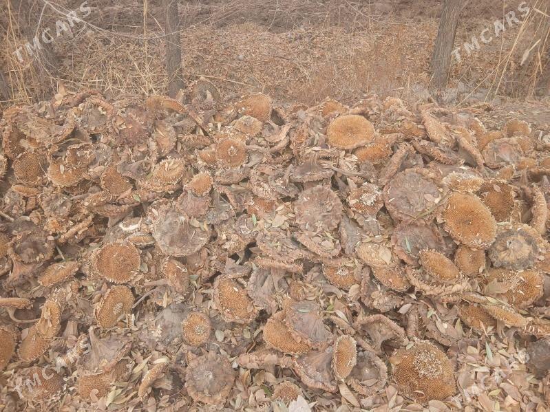 cigit pelle - Boldumsaz - img 2