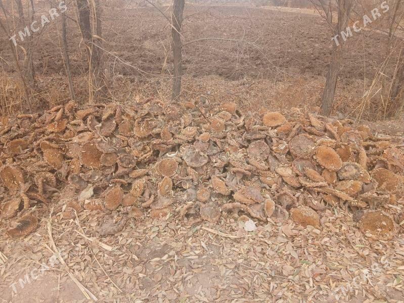 cigit pelle - Boldumsaz - img 1