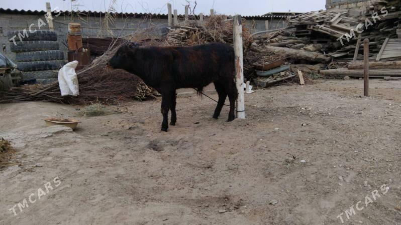 OKÜZ DALGIR - Aşgabat - img 4