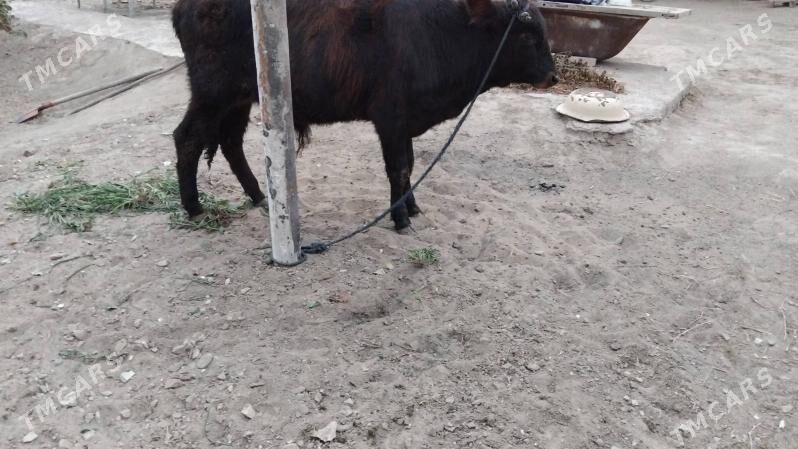 OKÜZ DALGIR - Aşgabat - img 2