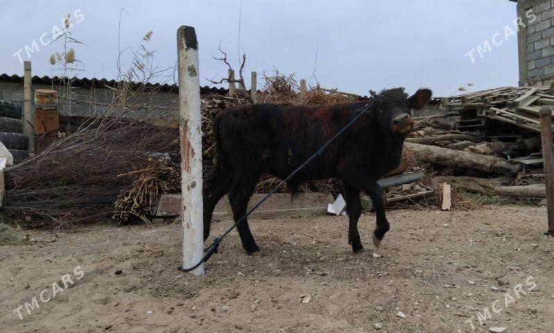 OKÜZ DALGIR - Aşgabat - img 3