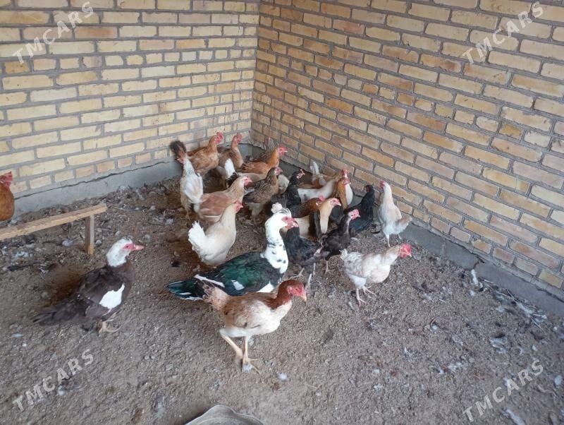 доготран товуклар - Фарап - img 2