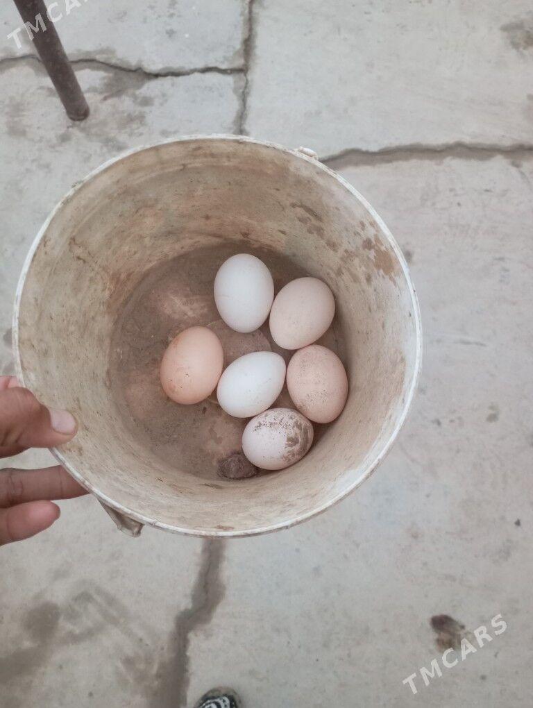 доготран товуклар - Фарап - img 4