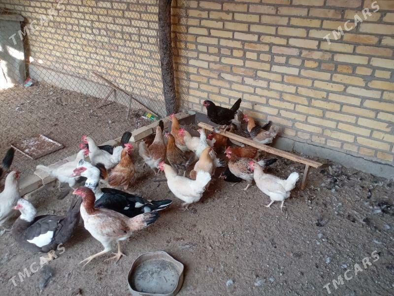 доготран товуклар - Фарап - img 3