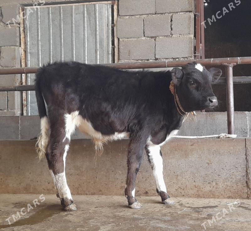 öküz - Бузмеин - img 4