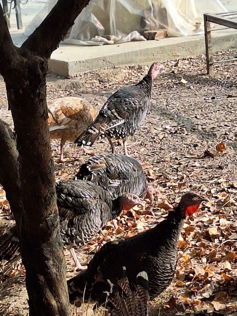 Induk - Херрикгала - img 2