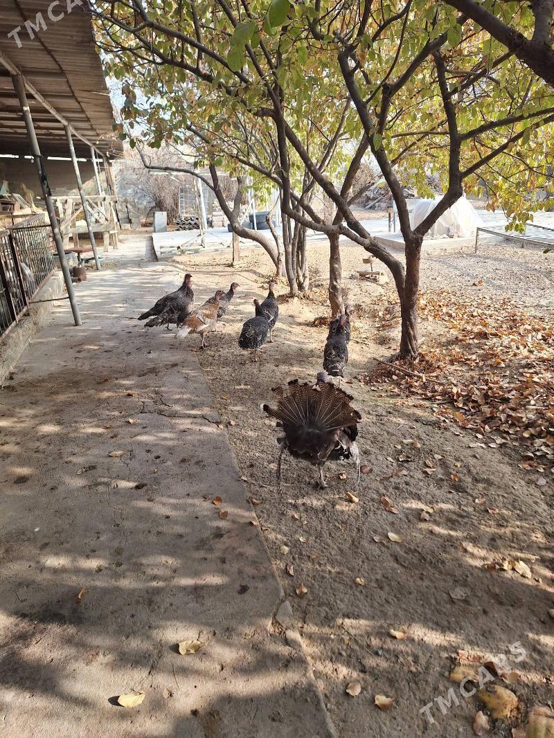 Induk - Херрикгала - img 1