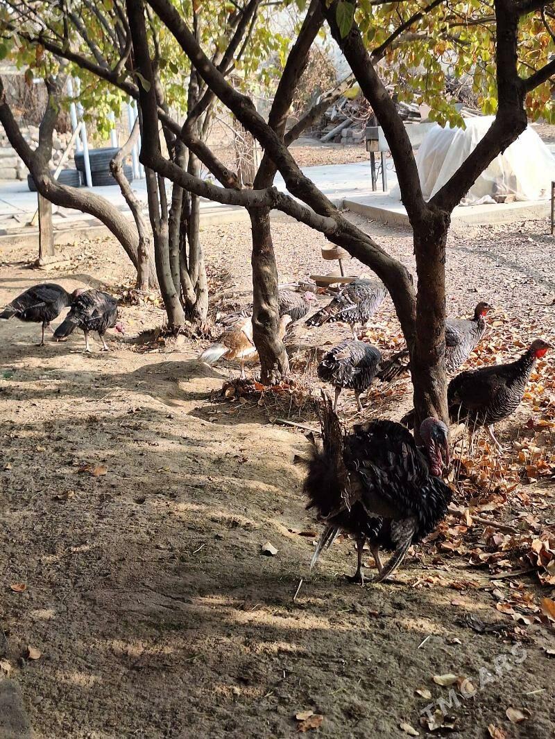 Induk - Херрикгала - img 3