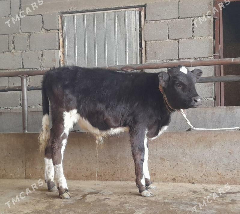 öküz - Бузмеин - img 2