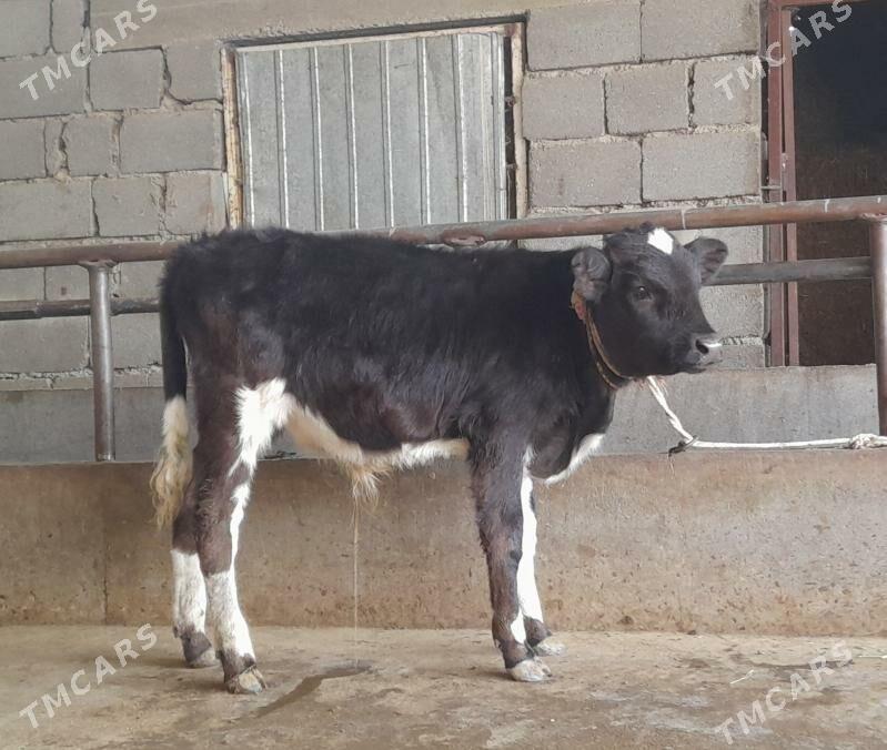 öküz - Бузмеин - img 1