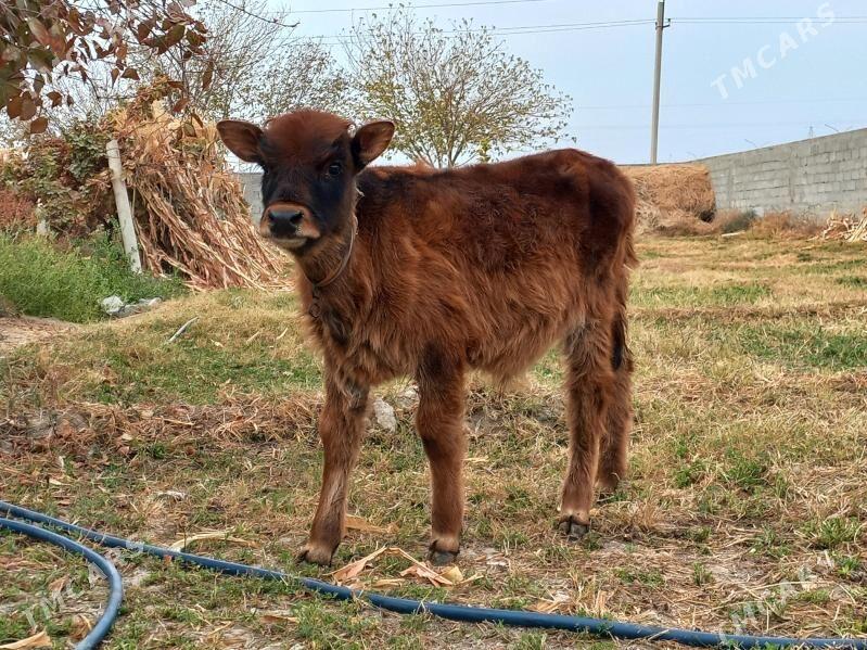 ÖKÜZ - Бузмеин - img 1