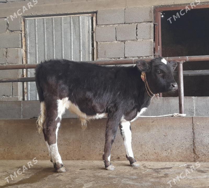 öküz - Бузмеин - img 10