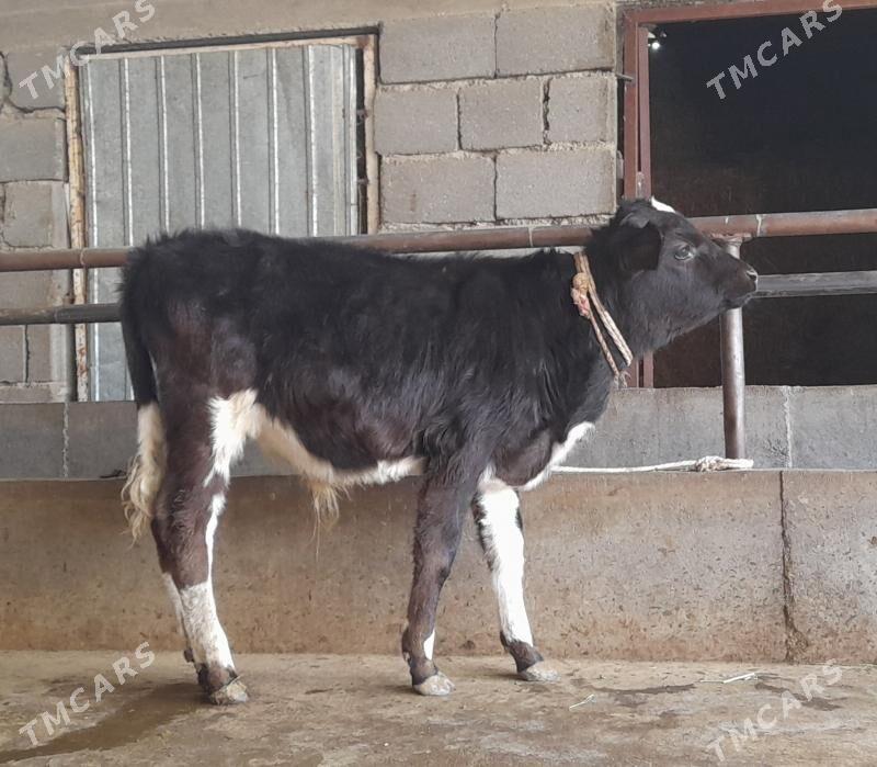 öküz - Бузмеин - img 9