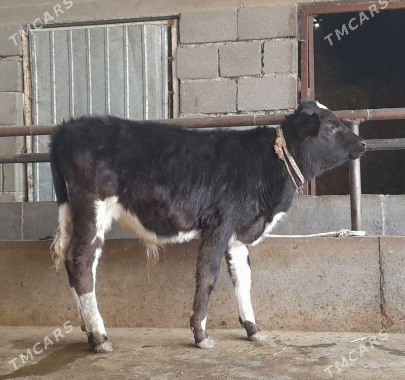 öküz - Бузмеин - img 3