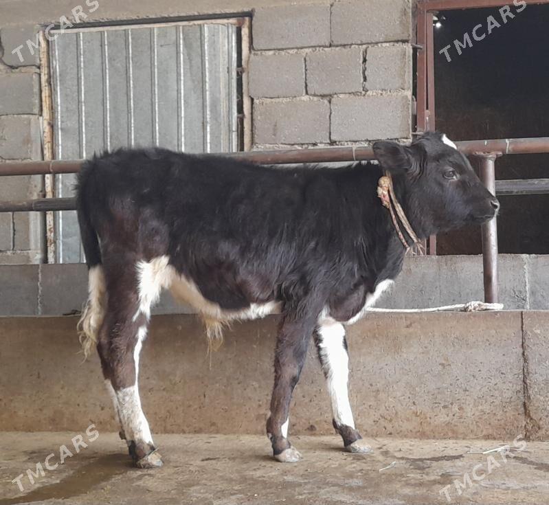 öküz - Бузмеин - img 6