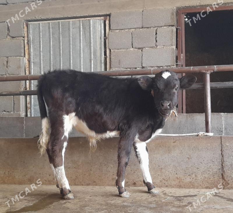 öküz - Бузмеин - img 7