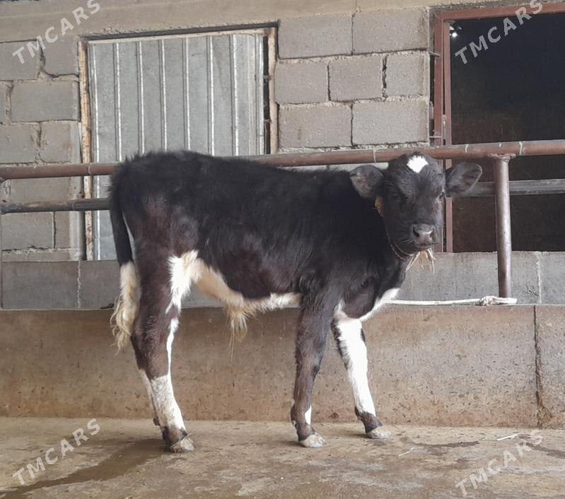 öküz - Бузмеин - img 5