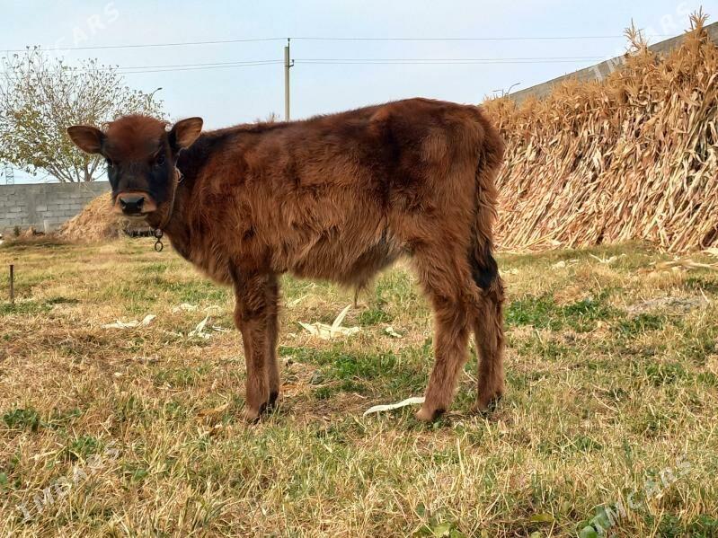 ÖKÜZ - Бузмеин - img 2