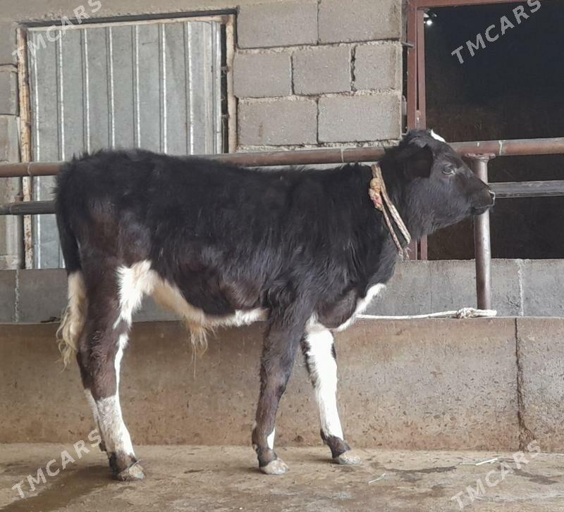 öküz - Бузмеин - img 8