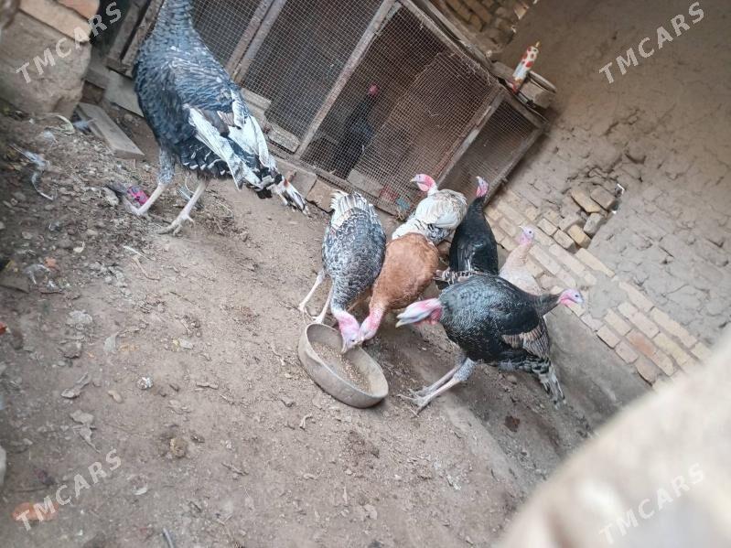 индюк - Фарап - img 3