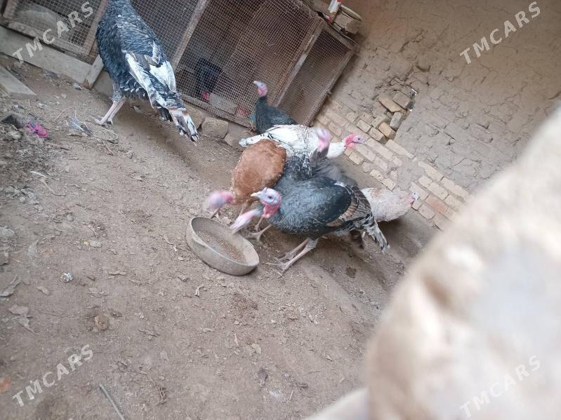 индюк - Фарап - img 2