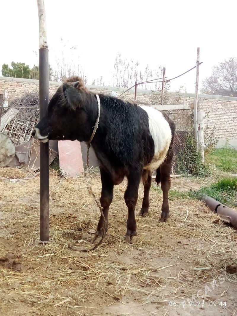 Öküz 9 aýlyk Gibrit Tohum - Гёкдепе - img 5