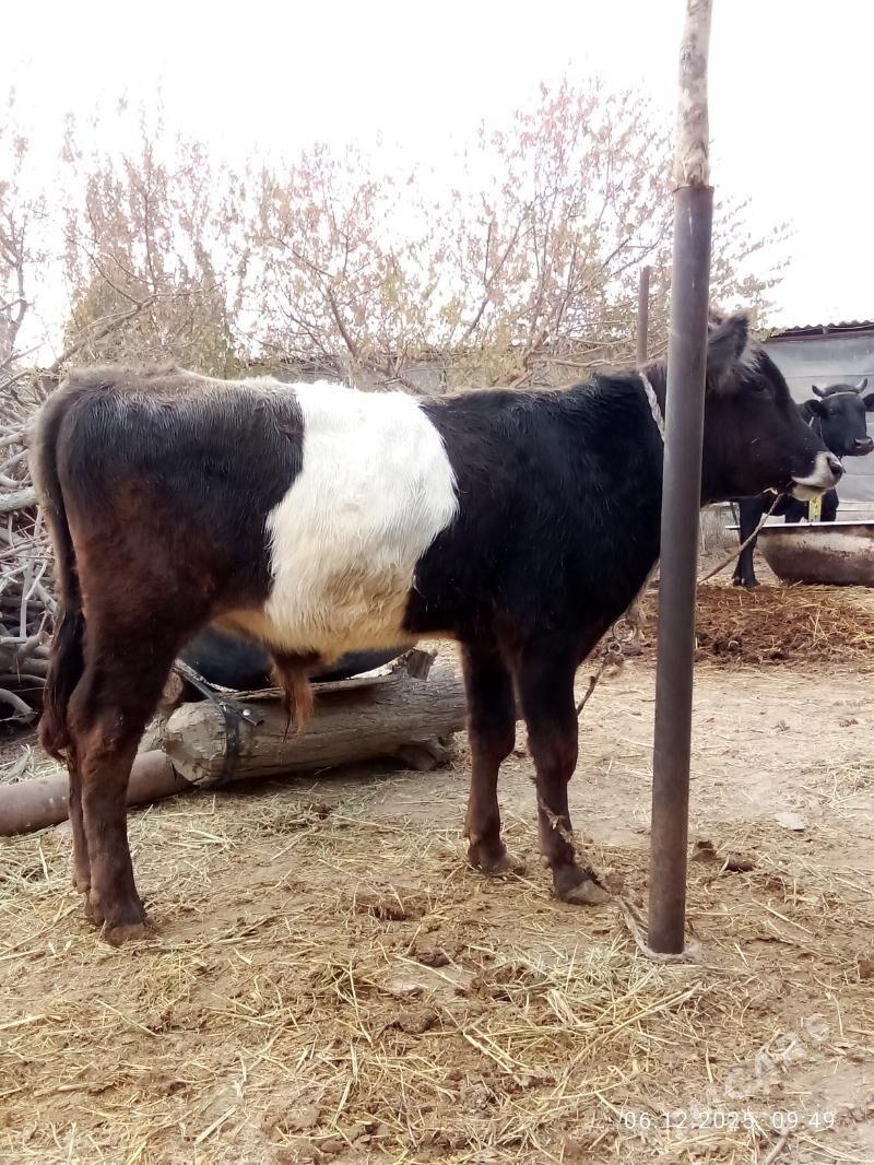 Öküz 9 aýlyk Gibrit Tohum - Гёкдепе - img 3