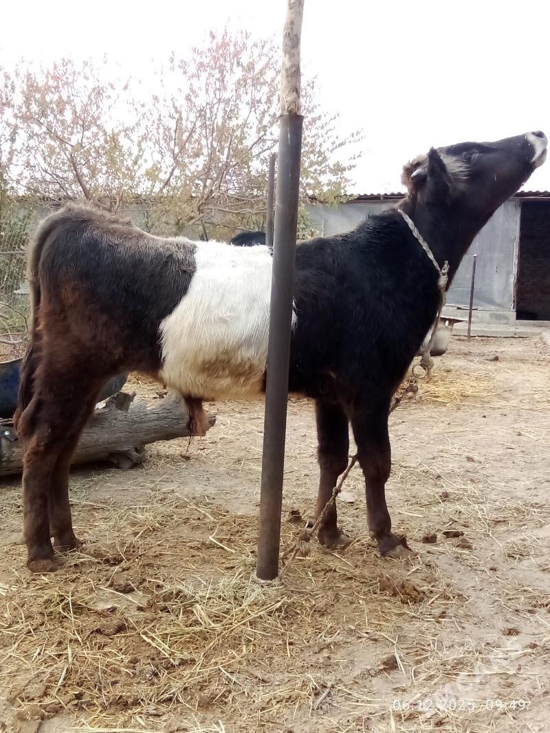 Öküz 9 aýlyk Gibrit Tohum - Гёкдепе - img 7