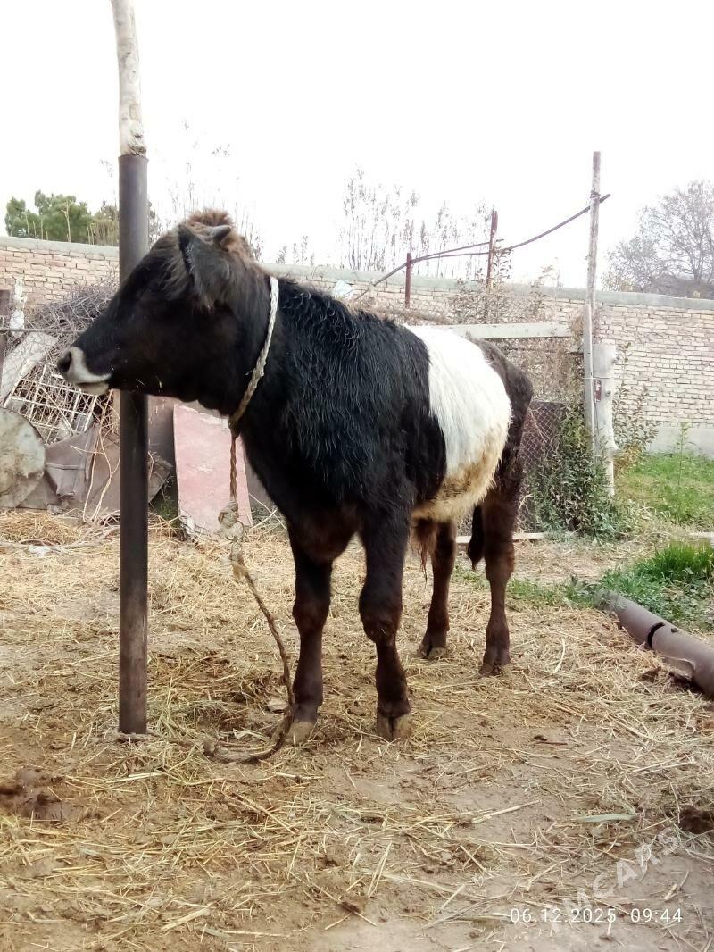 Öküz 9 aýlyk Gibrit Tohum - Гёкдепе - img 1