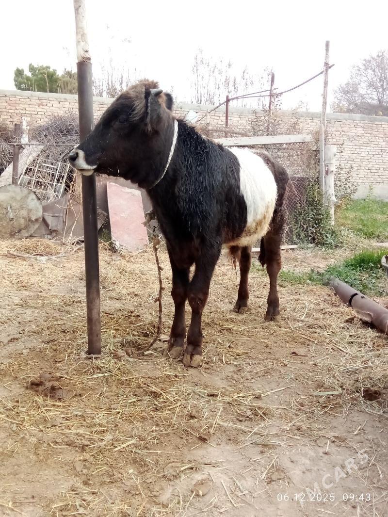 Öküz 9 aýlyk Gibrit Tohum - Гёкдепе - img 2