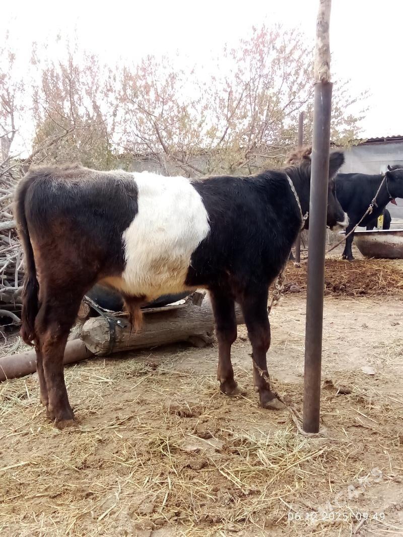 Öküz 9 aýlyk Gibrit Tohum - Гёкдепе - img 6