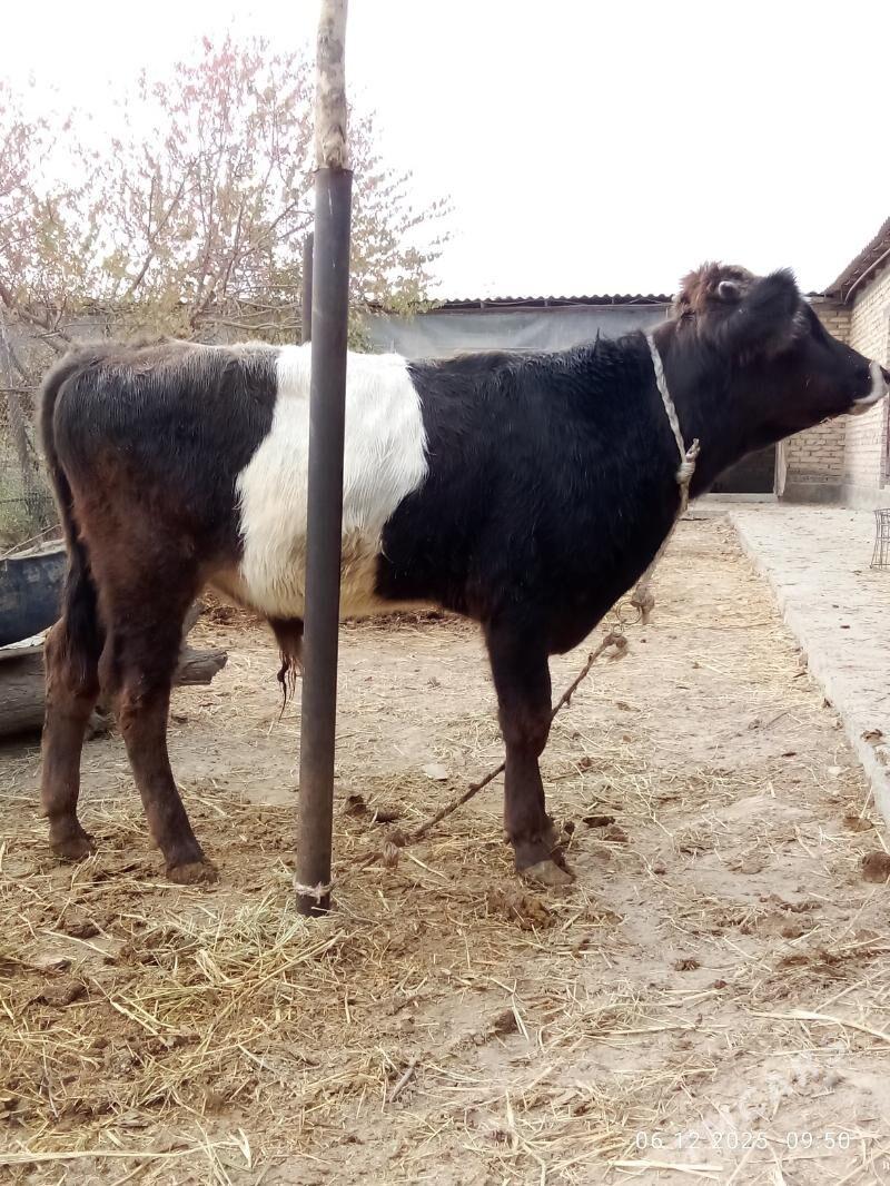 Öküz 9 aýlyk Gibrit Tohum - Гёкдепе - img 4