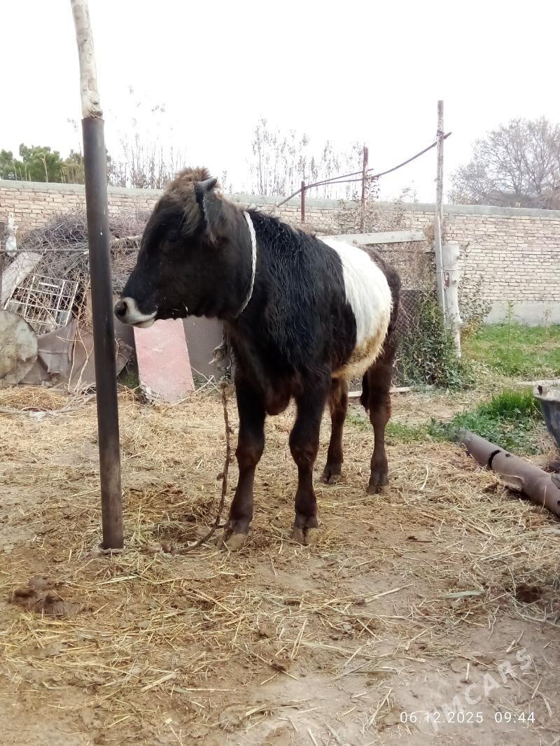 Öküz 9 aýlyk Gibrit Tohum - Гёкдепе - img 8