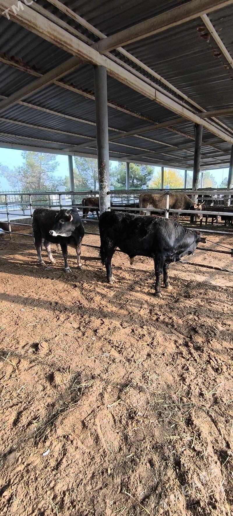 Bakylan Öküz - "Altyn Asyr" Gündogar bazary (Jygyllyk) - img 4