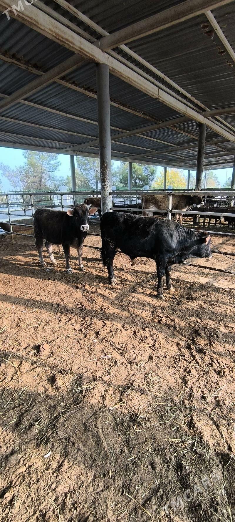 Bakylan Öküz - "Altyn Asyr" Gündogar bazary (Jygyllyk) - img 3