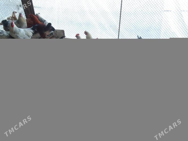 Mitis horazlar - Ашхабад - img 1