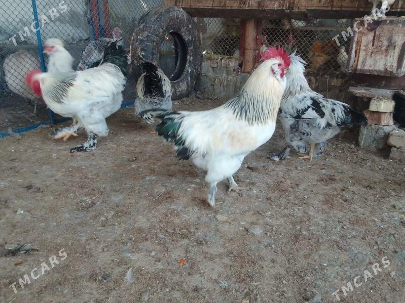 Mitis horazlar - Ашхабад - img 2