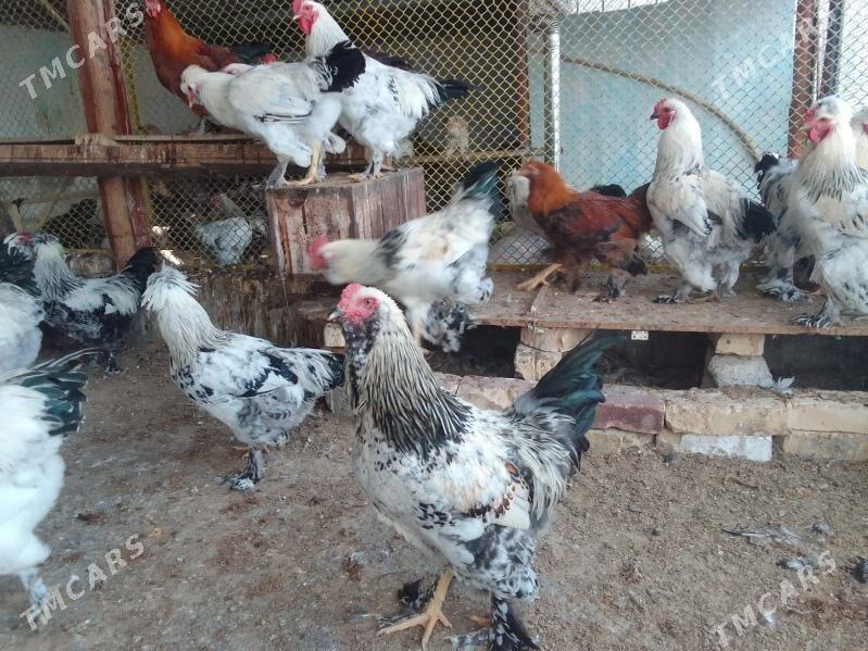 Mitis horazlar - Ашхабад - img 3