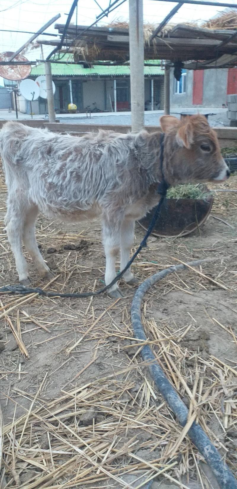 tüwe - Ашхабад - img 2