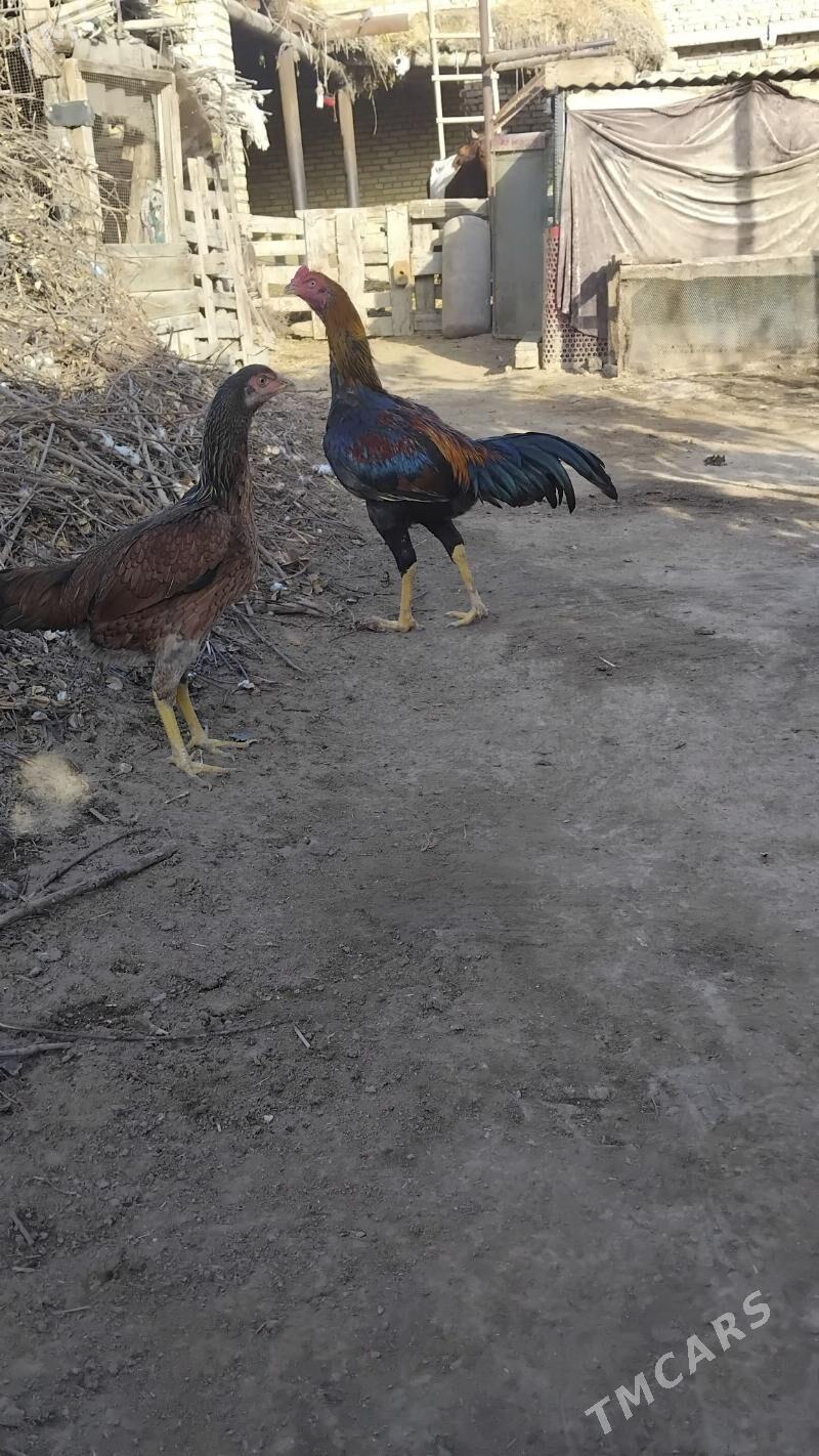 horaz towuklar - Чарджоу - img 8