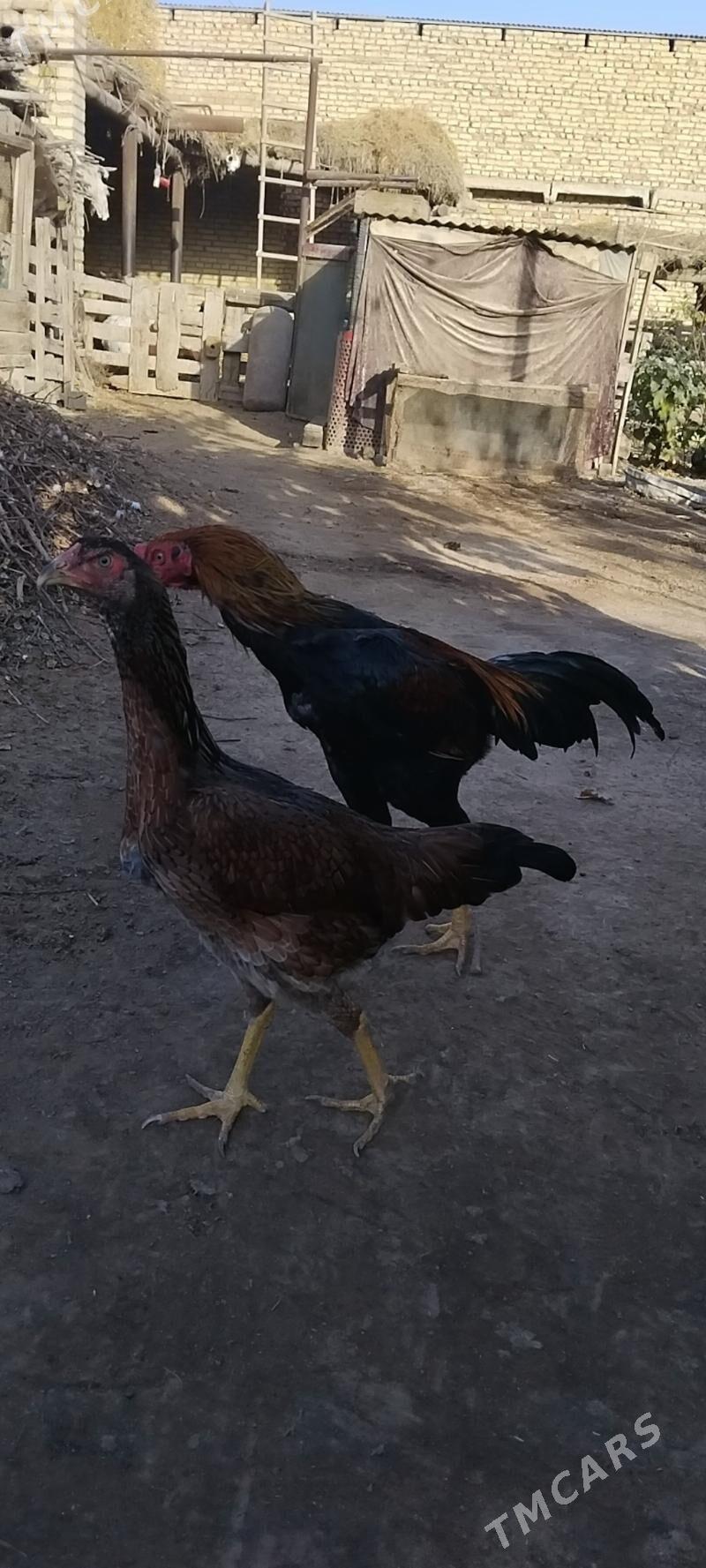 horaz towuklar - Чарджоу - img 6