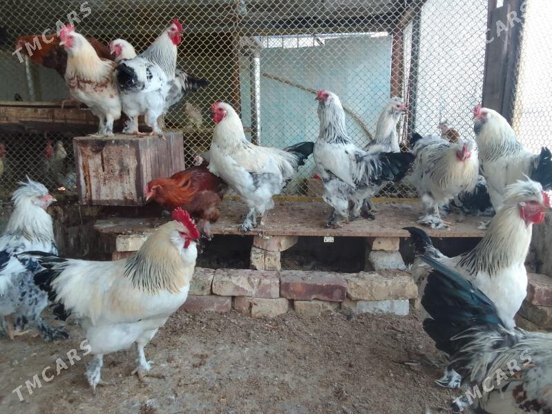 Mitis horazlar - Ашхабад - img 4