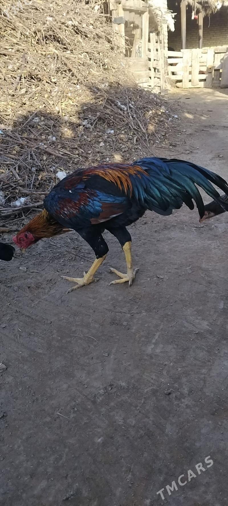 horaz towuklar - Чарджоу - img 3