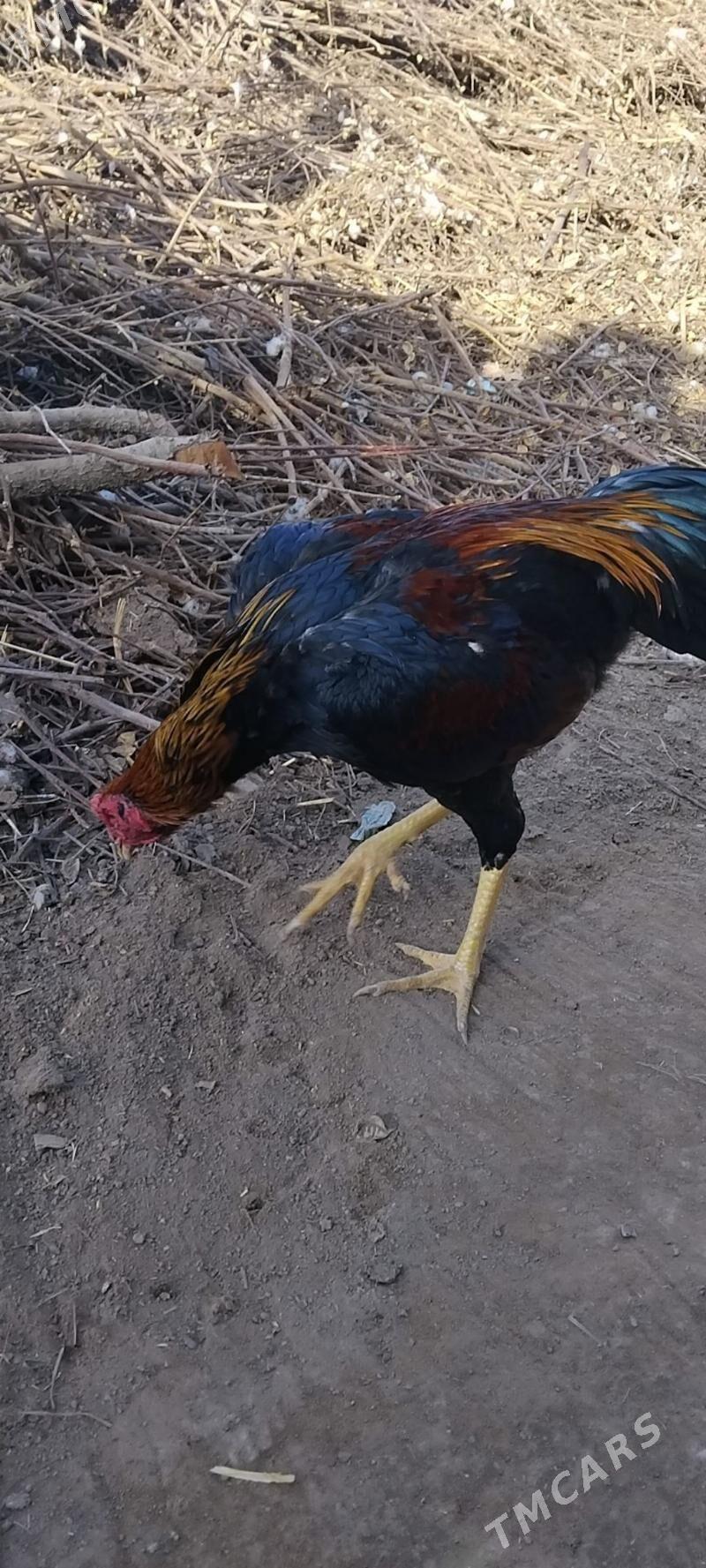 horaz towuklar - Чарджоу - img 4