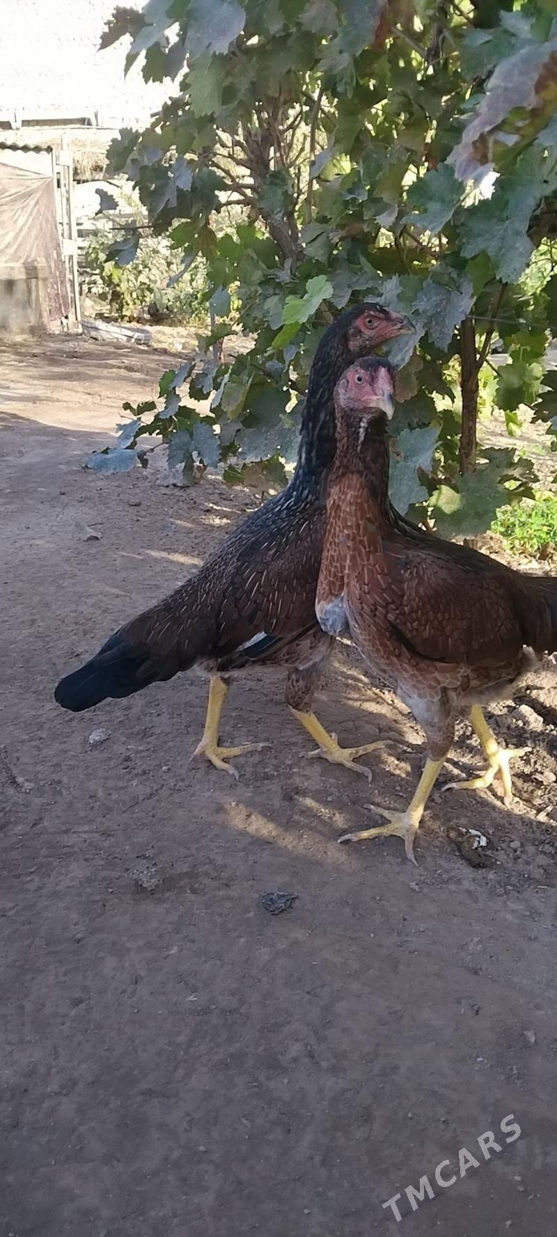 horaz towuklar - Чарджоу - img 2