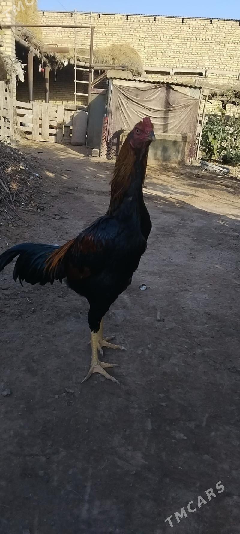 horaz towuklar - Чарджоу - img 1