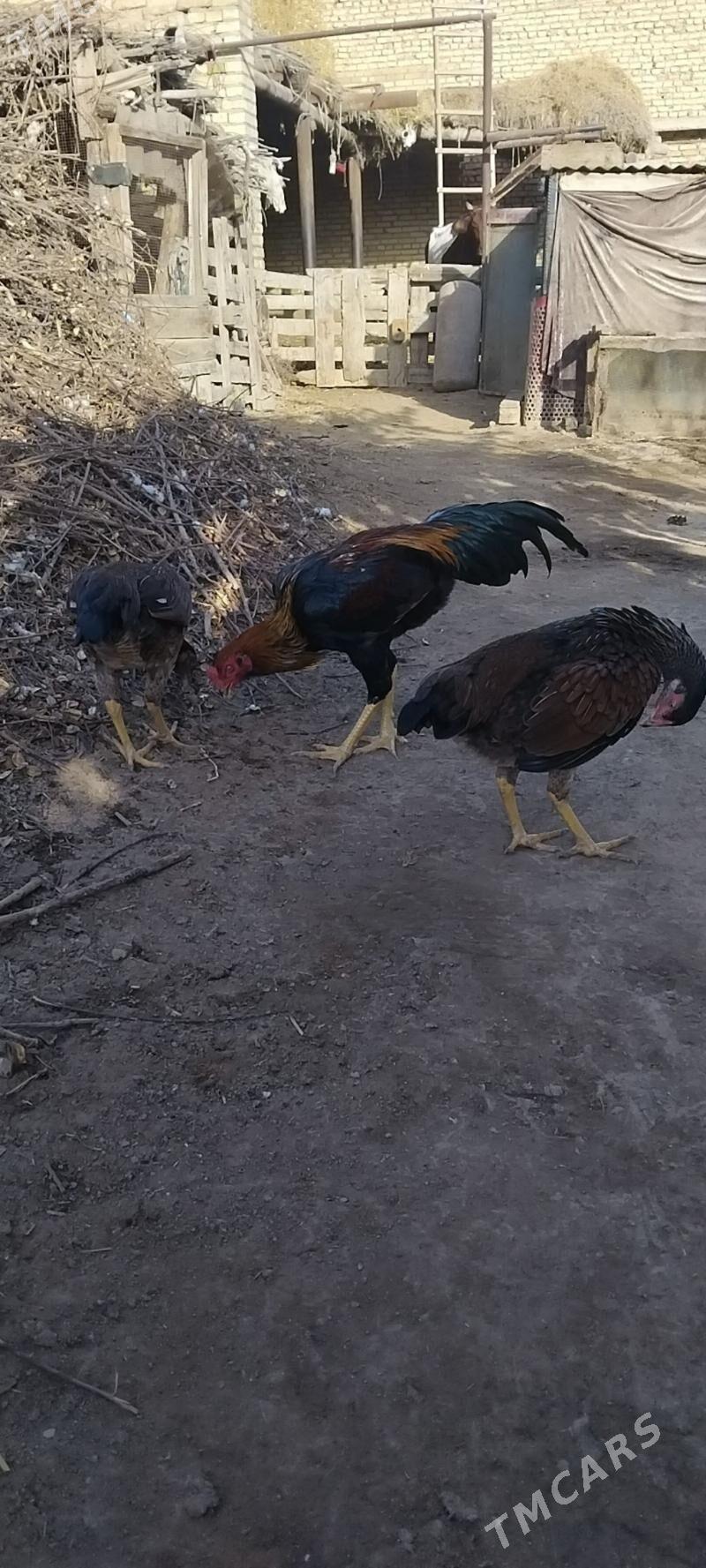 horaz towuklar - Чарджоу - img 7